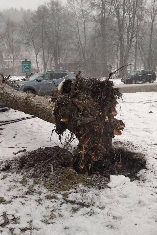 поваленное дерево