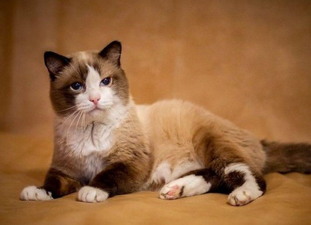 Самый старый кот в России умер в Тюмени
