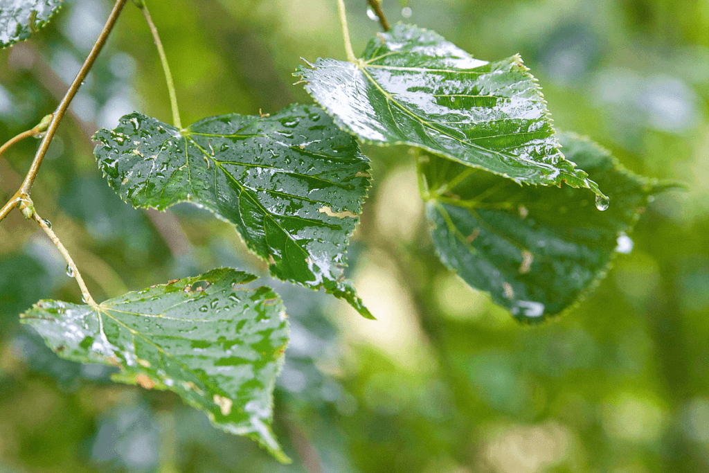 Листья и дождь