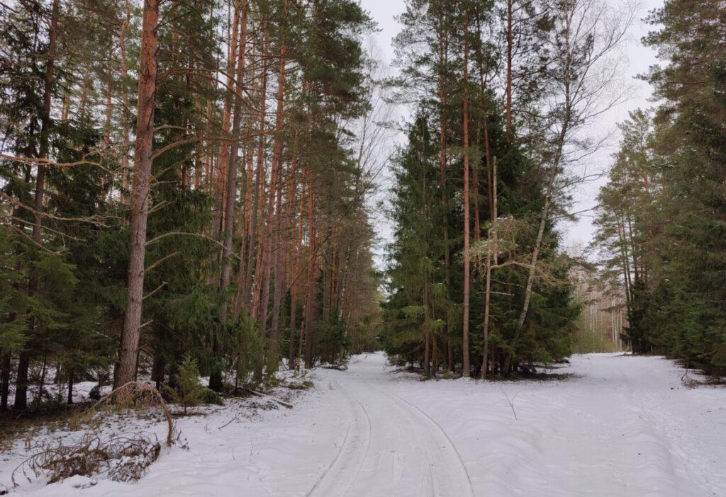 ФОТО ДНЯ: лесопуть