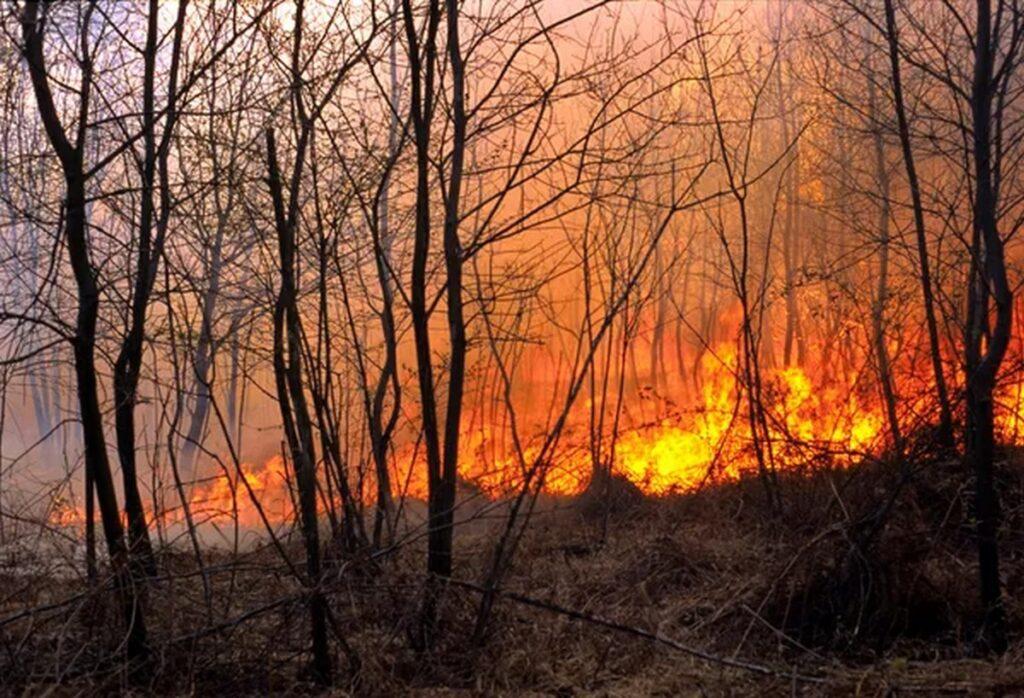 Первый в этом году лесной пожар зафиксирован в Беларуси