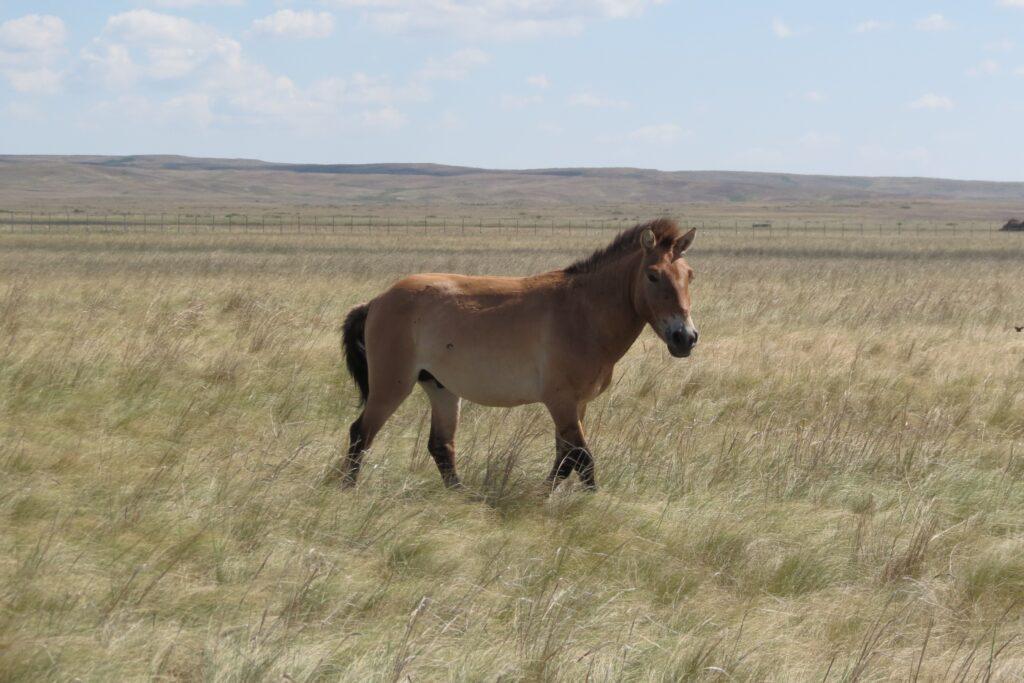 Лошадь Пржевальского в Оренбургском заповеднике