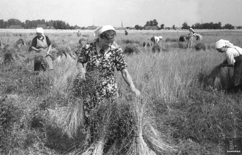 Звеньевая колхоза «8 Марта» Н. Байгот на тереблении льна, 16 августа 1958 г.