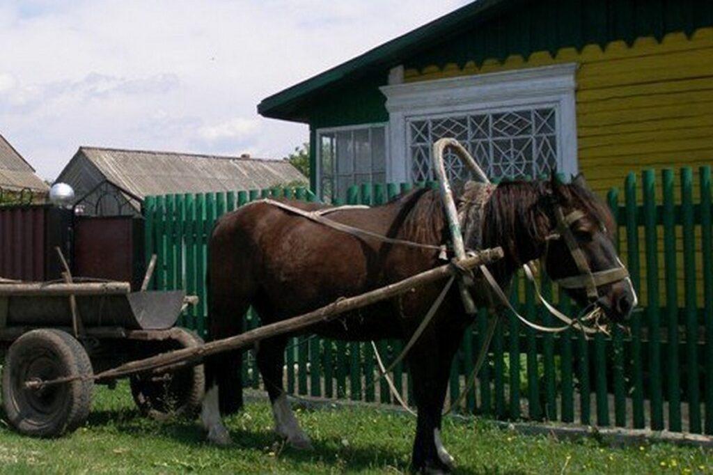 Грабеж на конной повозке — Солигорские правоохранители раскрыли преступление