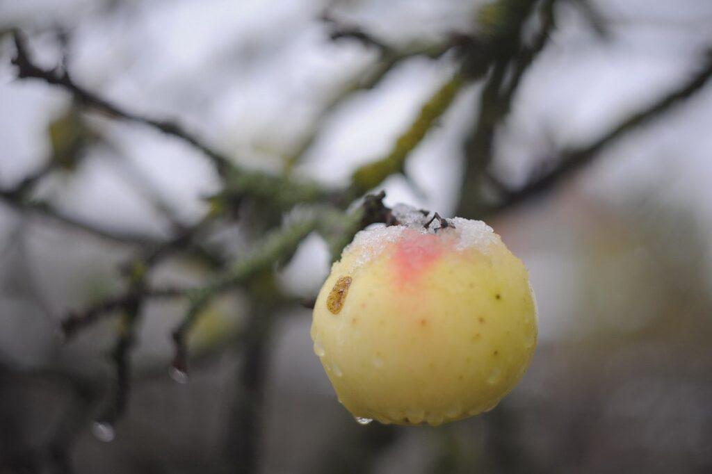 Яблоко зимой