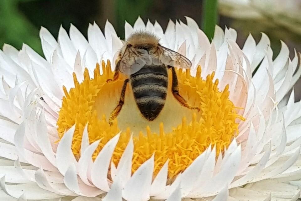 цветок пчела