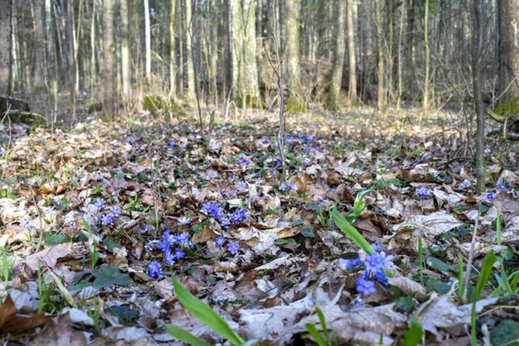 В Беларуси будет тепло. Чем еще удивит погода 9 апреля на Вербное воскресенье