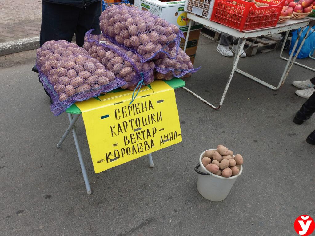 Можно было купить даже Королеву Анну. Речь о сорте семенного картофеля
