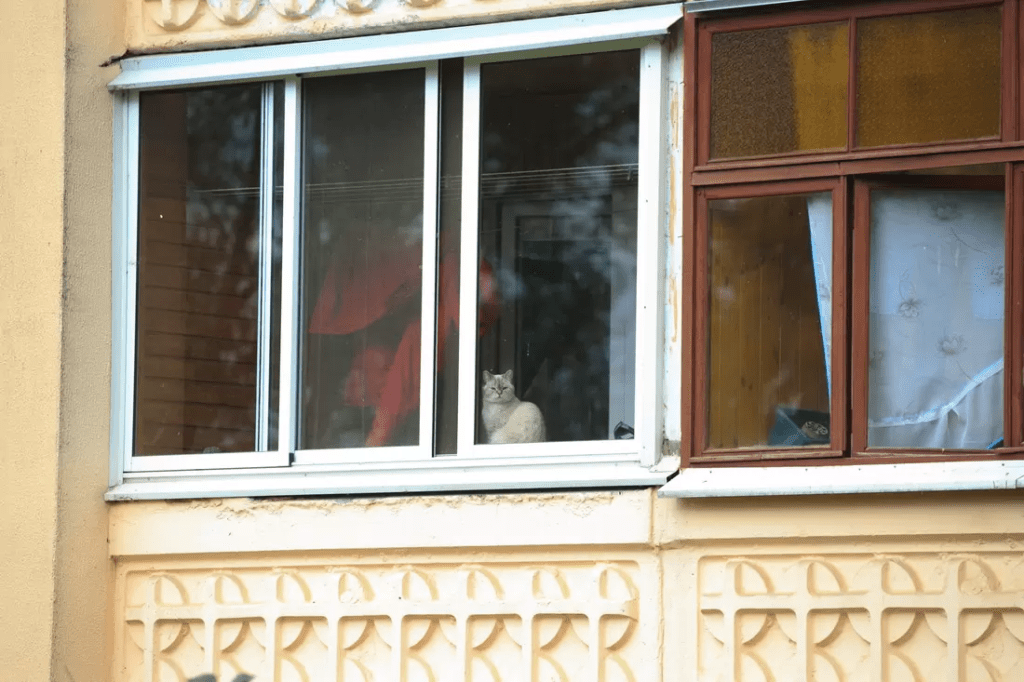 кот в окне