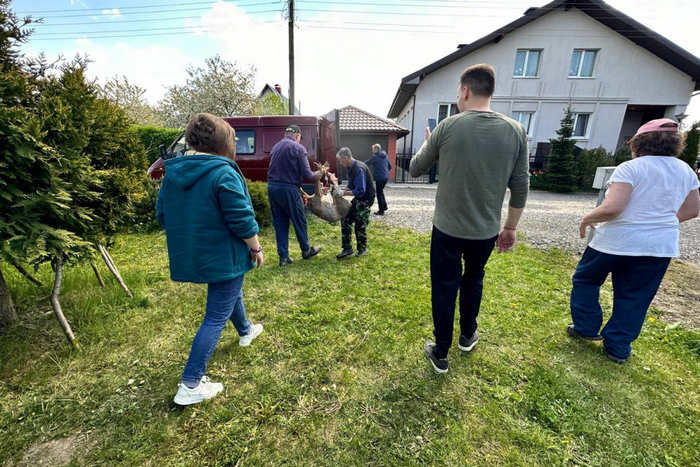 Косуля