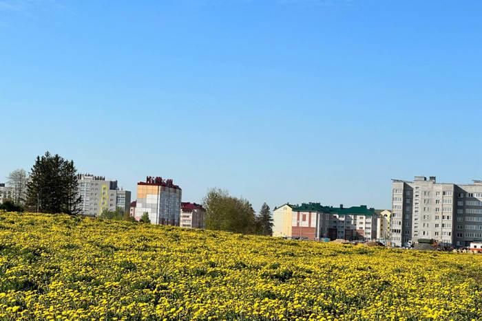 Косуля