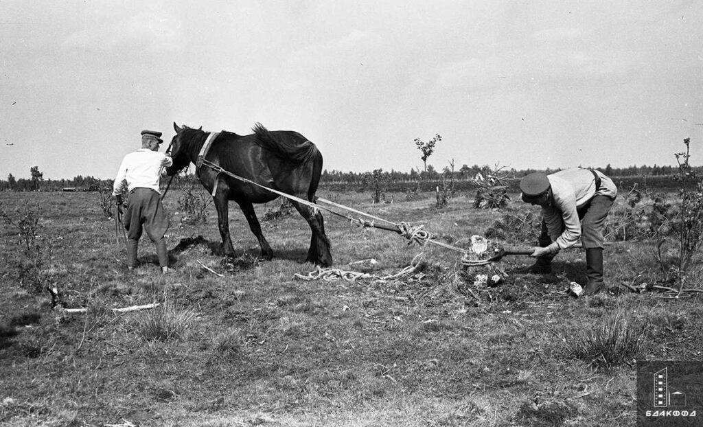 «Болото — глубокая впадина. Огромного ока земли…» Как белорусы отвоевывали почву у трясин