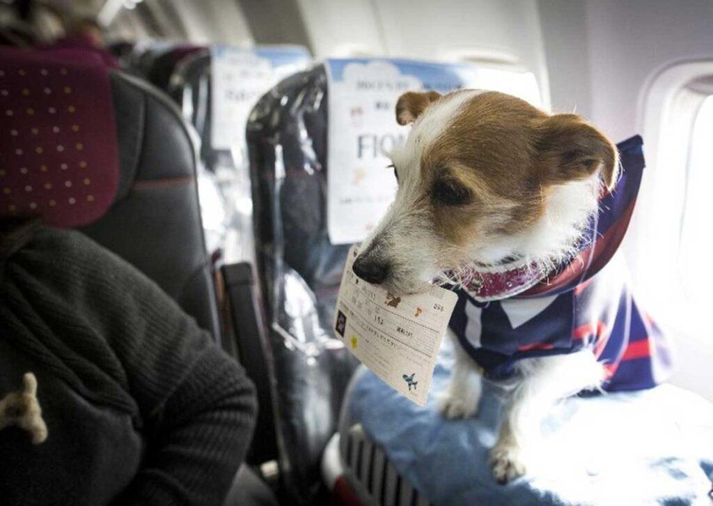 Питомцы тоже хотят в отпуск. Белавиа о способах перевозки животных