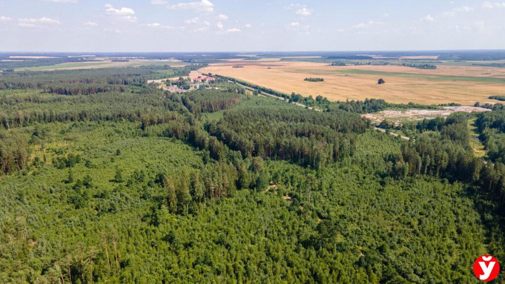 Запрет на посещение лесов снят в четырех районах Минской области