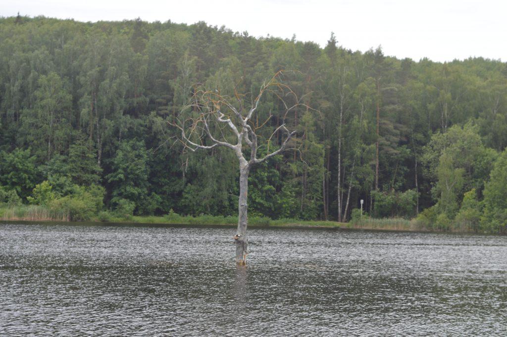 дерево