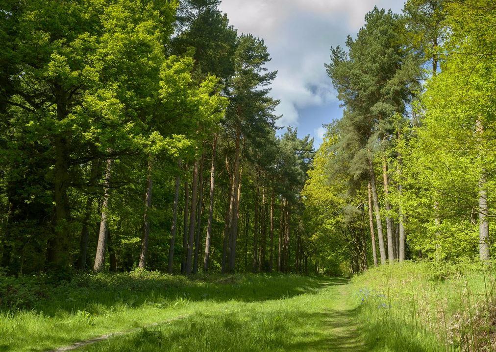 Где в Беларуси разрешают ходить в лес? Рассказали в Минлесхозе