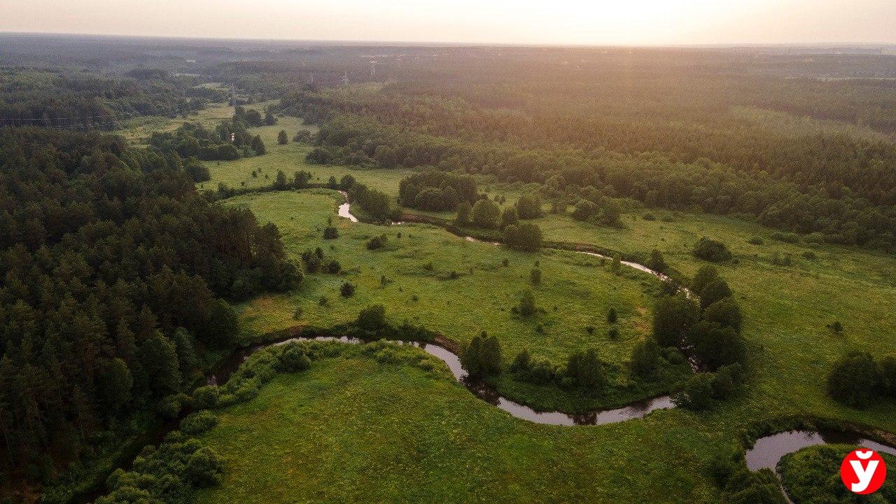 Лошади из породы тарпана и глухари Майера. Узнали о фишках Налибокской пущи  - Минская правда