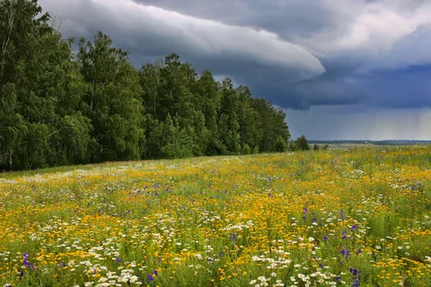 погода