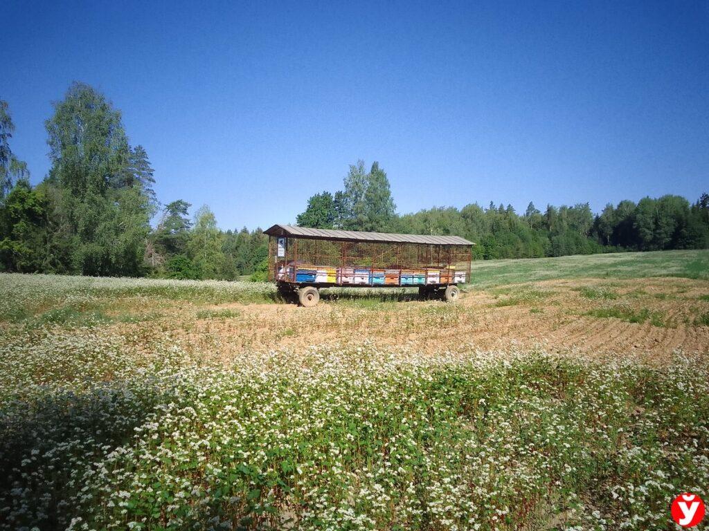 пчелы Логойск