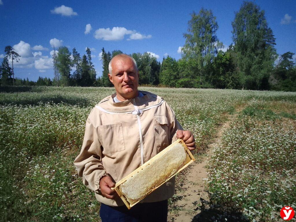 пчелы Логойск