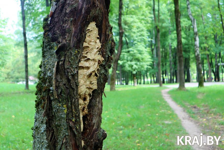 Шершни Молодечно