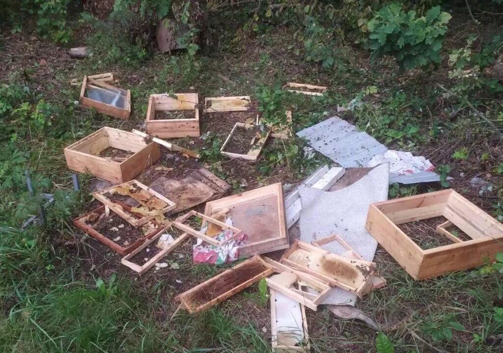 «Надеюсь, ему было вкусно». Под Минском медведь разгромил пасеку