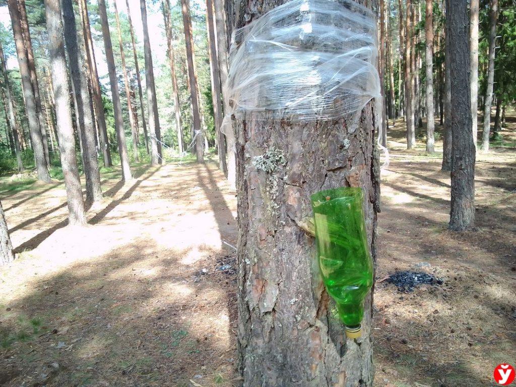Лес