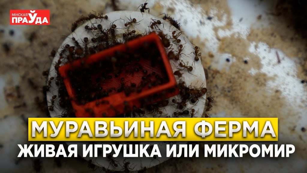 Посмотрели, как создают муравьиные фермы и для чего они нужны