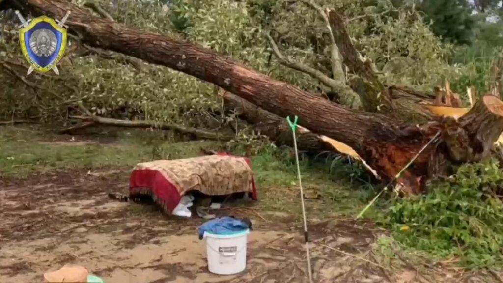 На Вилейском водохранилище дерево упало и придавило насмерть 52-летнего жителя Смолевичского района
