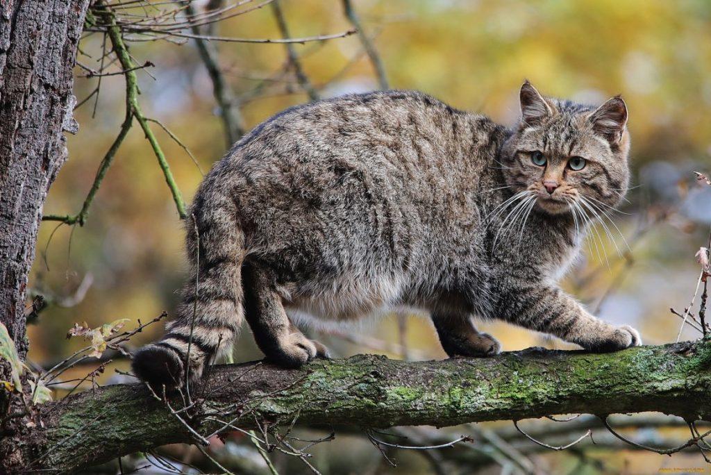 Лесной кот