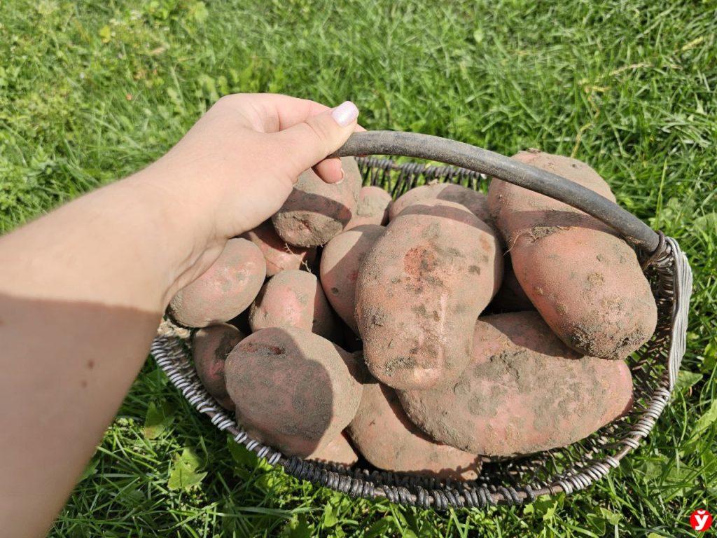 Картошка