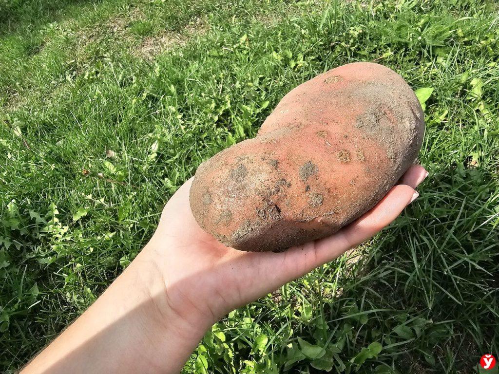Картошка
