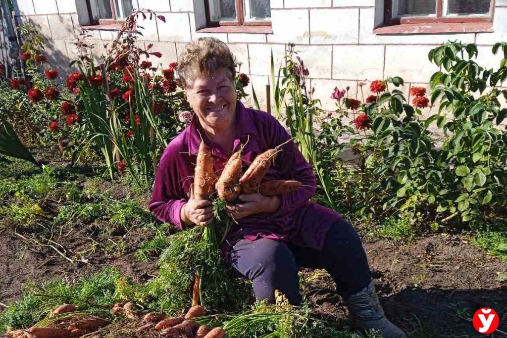урожай моркови Березино
