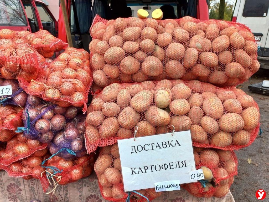 картофель