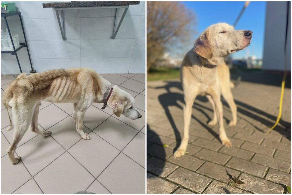 борисовчанка спасла погибающую от голода собаку в Витебской области