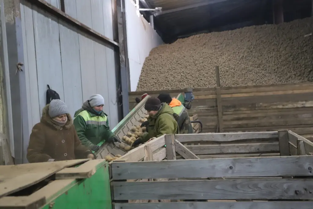 картофель Смолевичи