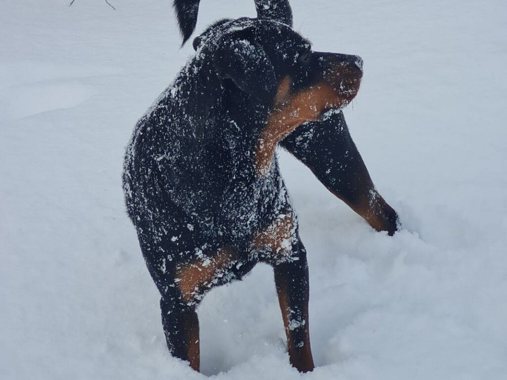 пес