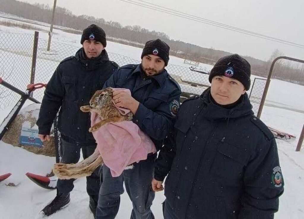 Заяц провалился под лед на реке Сож под Гомелем. Его спасли работники ОСВОД