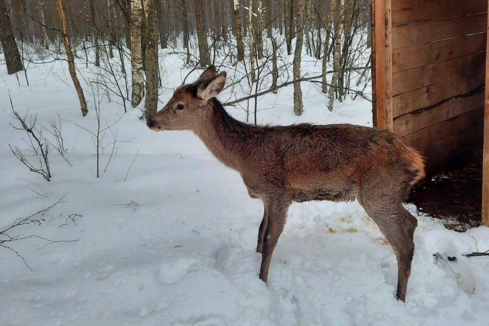 Олень Брест