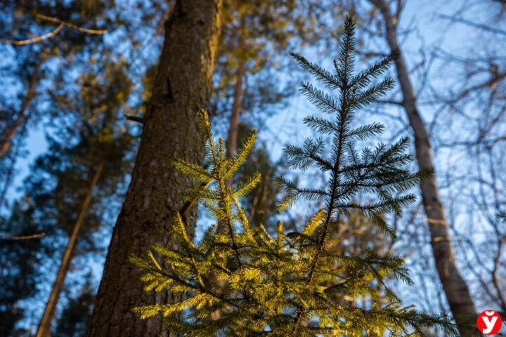 глубокий лес. интернет лесной. интернет в лесу. интернет лесной. днс лесной городок.