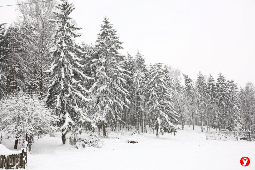 лес зима