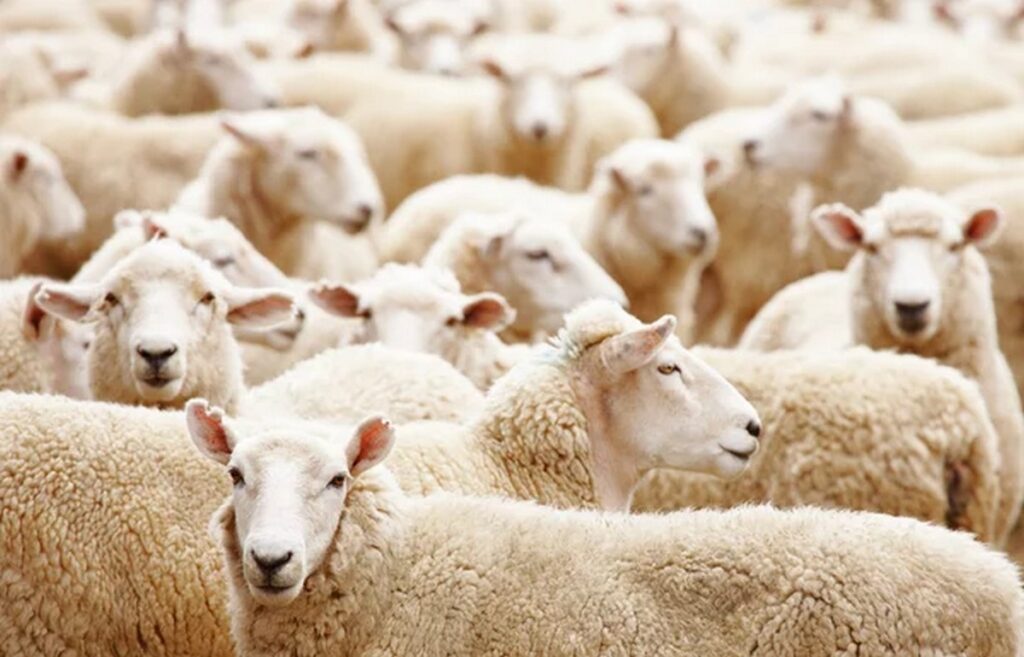 В Беларуси стадо овец арестовали у фермера за неуплату алиментов и штрафов