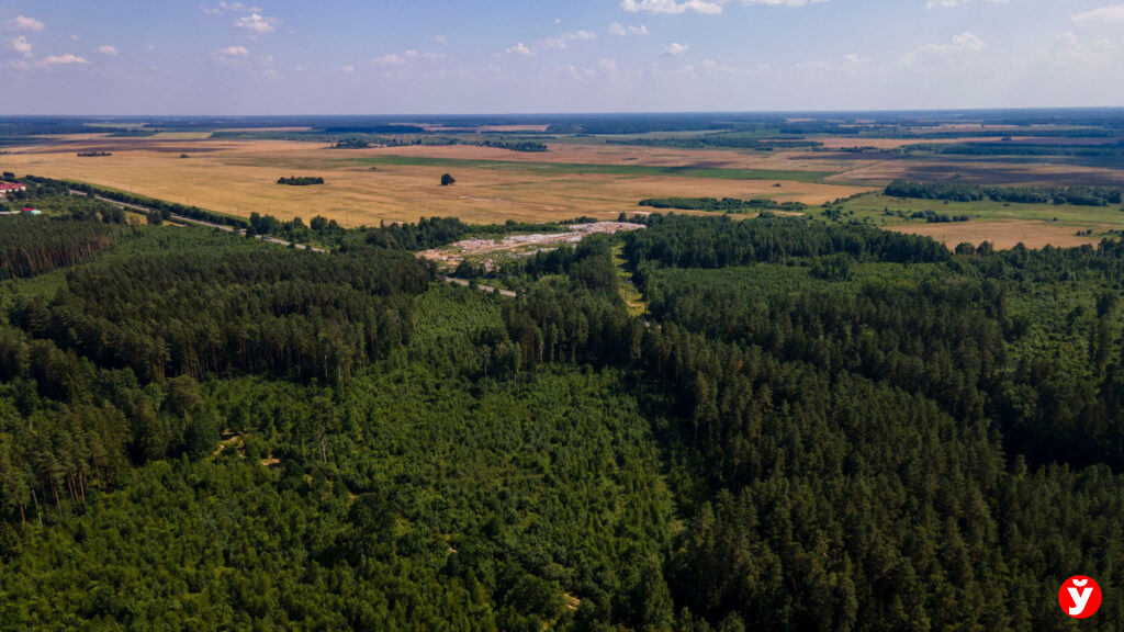 Три лесхоза Минской области — лидеры и 5 — в топе по итогам работы за 2023 год