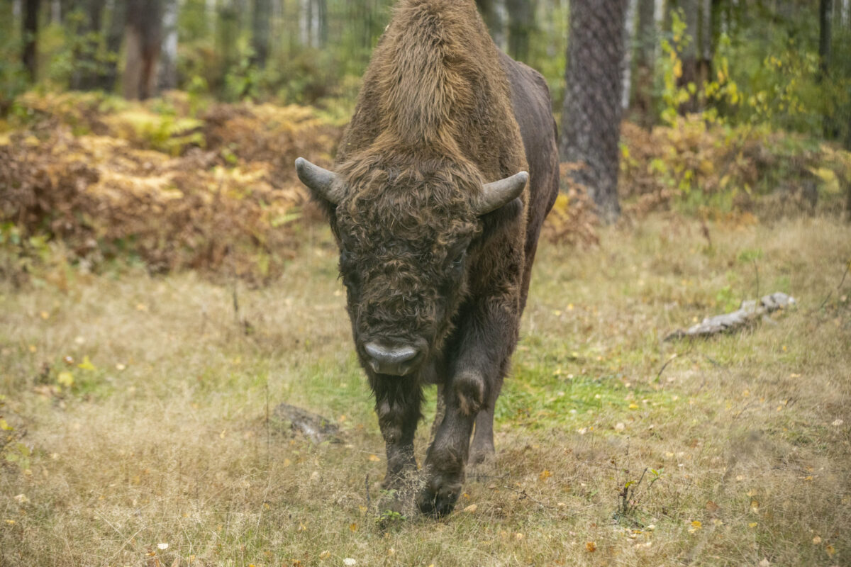 Зубры в орловском полесье. Зубр в мордовии. 33 зубра. Темниковский заповедник зубр. Зубры в мордовском заповеднике.
