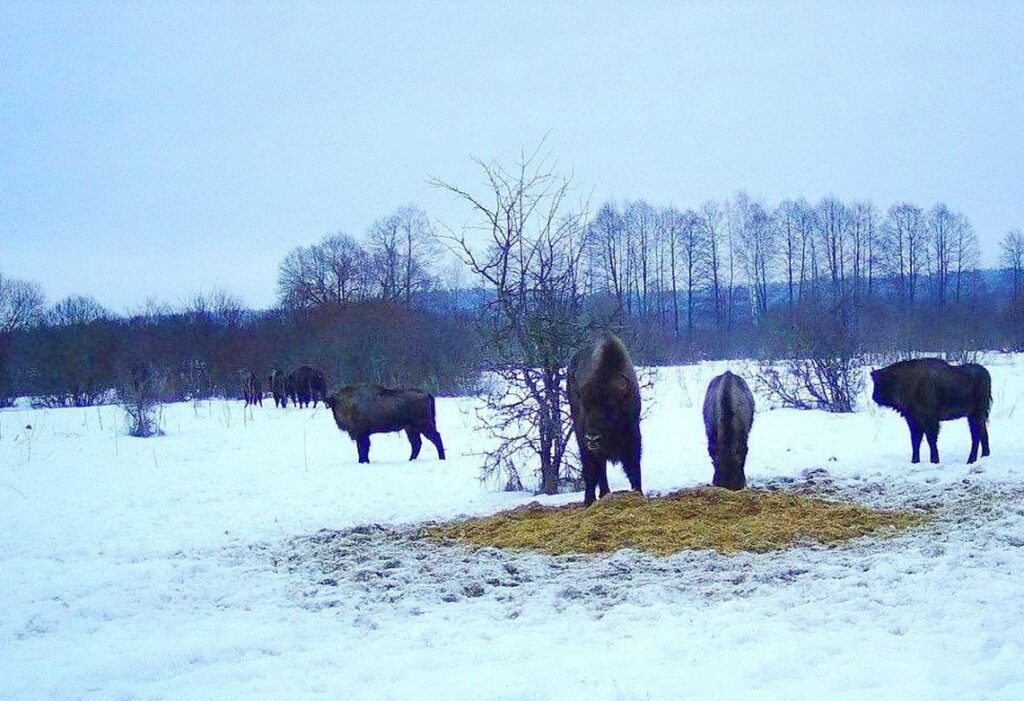 В Чериковский лесхоз привезли 7 зубров. Теперь там проживает более 30 особей