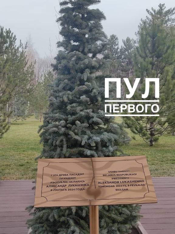 Дерево Лукашенко в Узбекистане