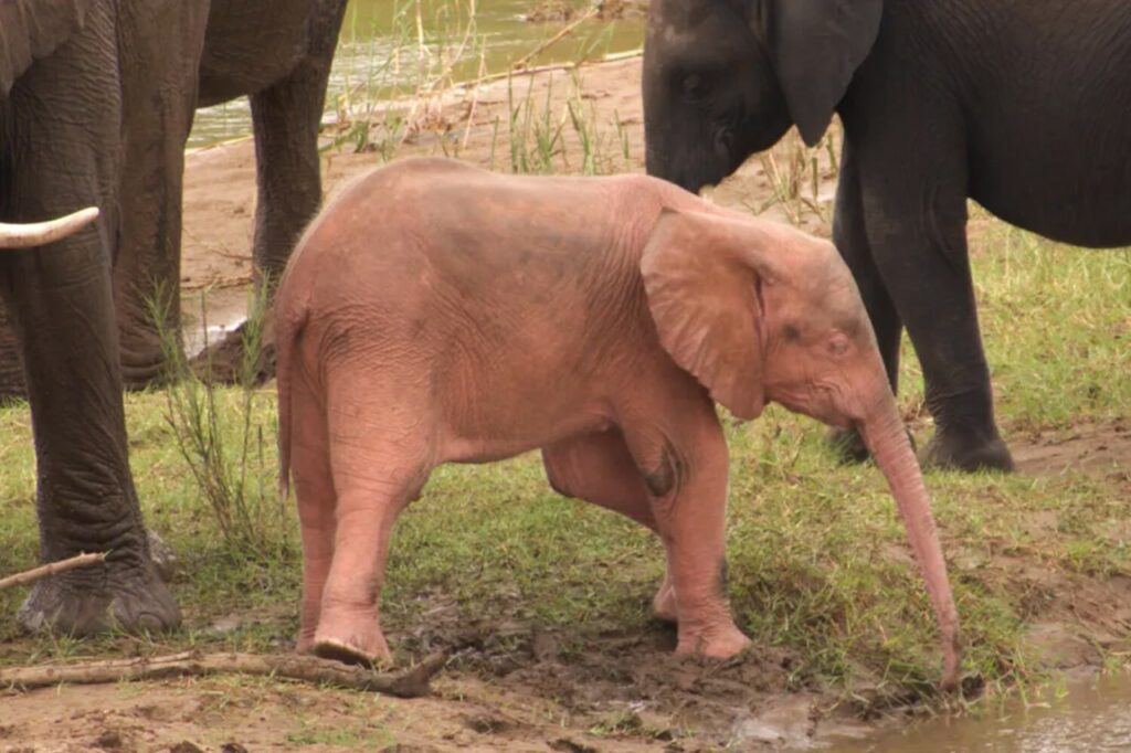 Розовый слоненок ЮАР