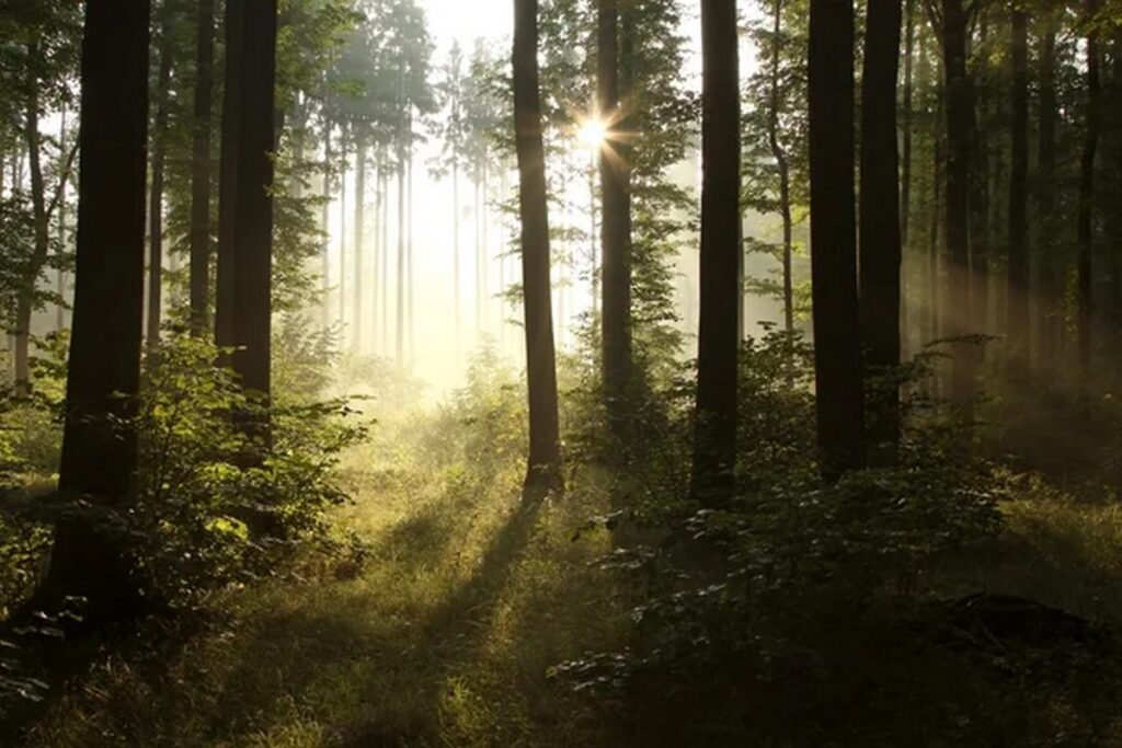 Сразу в 19 районах Беларуси ввели ограничения на посещение лесов