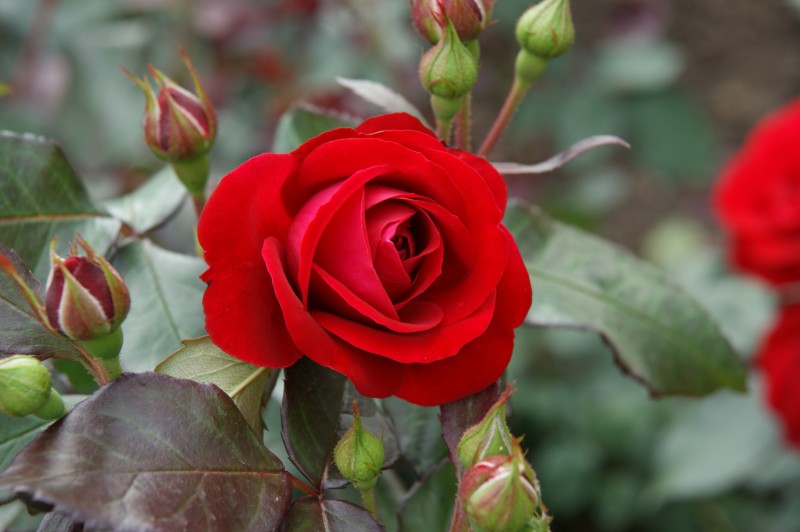Белорусская роза
