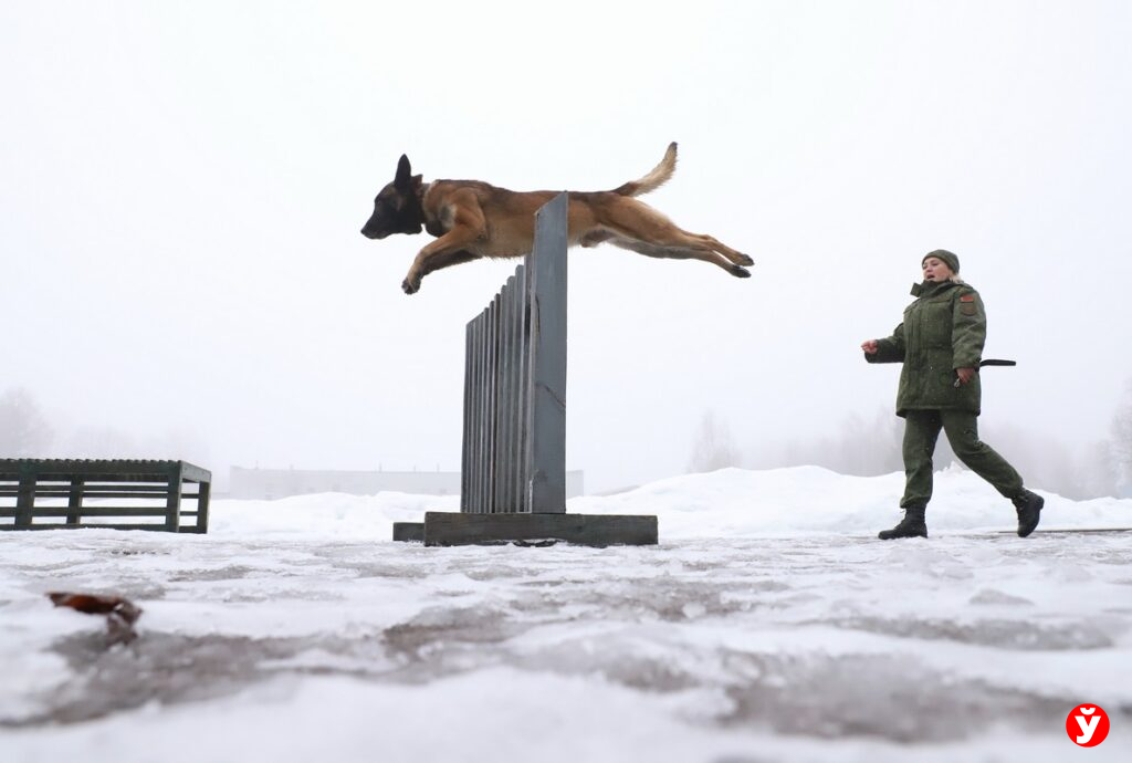 Собаки-детективы ВС РБ. Рассказываем про их уникальные способности по предотвращению опасности